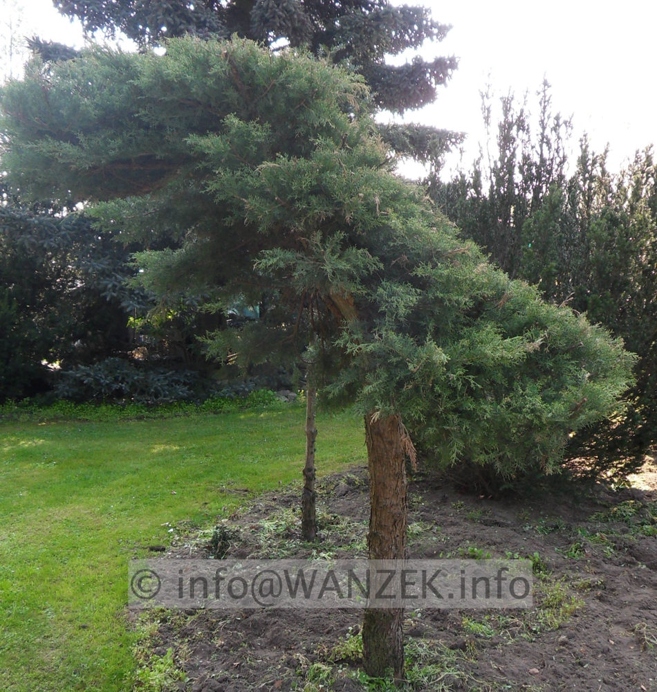 Juniperus virginiana Blue Mountain Dach2.jpg